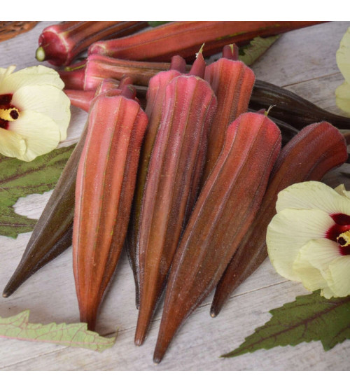 Okra , Ketmia jadalna 2 g Burgundy